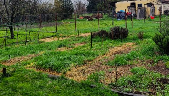 Vegetable Garden 2025