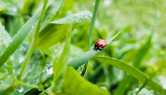 Ladybug